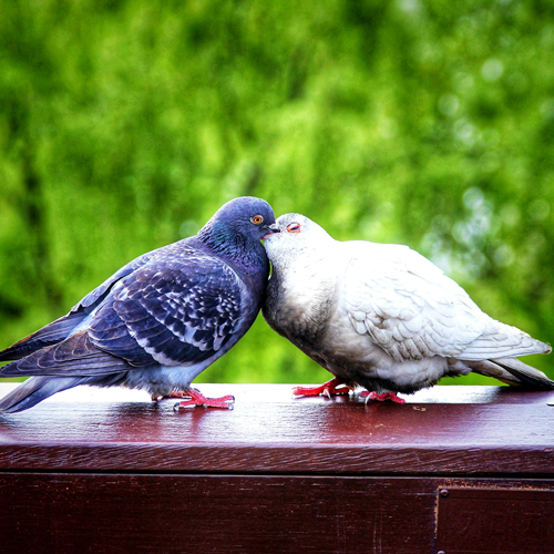 رفتن به مراکز رسمی مشاوره ازدواج