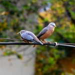 آدرس سایت همسریابی طوبی جدید چیست؟